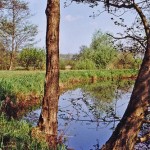 Teich 3 nahe des Vereinsheims